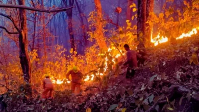 Photo of उत्तराखंड में वनाग्नि से निपटने के लिए वन विभाग की तैयारी शुरू