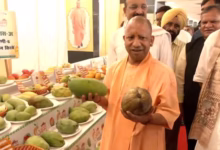Photo of सीएम योगी ने आम महोत्सव 2025 का किया शुभारंभ, 800 प्रजातियों को देखने और चखने का मिलेगा मौका
