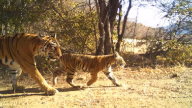 Photo of रणथंभौर टाइगर रिजर्व में ई-सर्विलांस सिस्टम हुआ फेल, 12 में से 11 कैमरे बंद