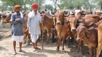 Photo of राजस्थान में मुख्यमंत्री मंगला पशु बीमा योजना शुरू