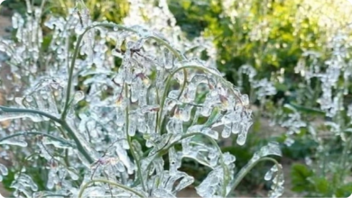 Photo of झारखंड में शिमला से भी ज्यादा ठंड, माइनस 2 डिग्री तक लुढ़का मैक्लुस्कीगंज का पारा